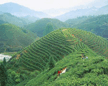 京明安溪茶叶基地