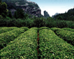 京明武夷山茶场